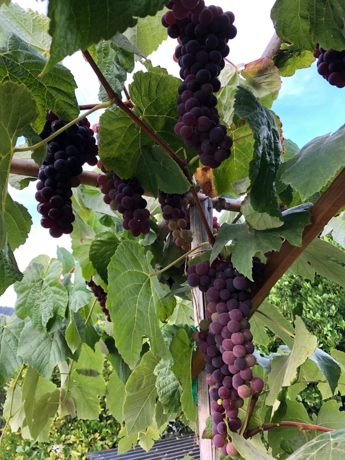 grapes