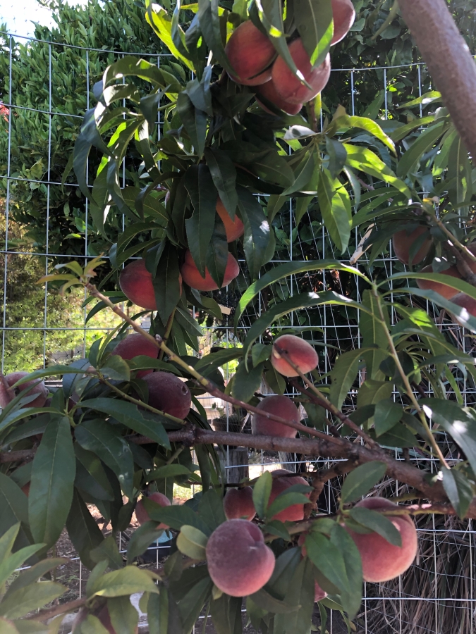 peaches