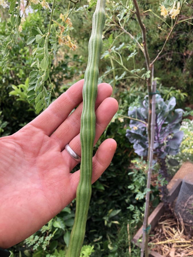 Moringa