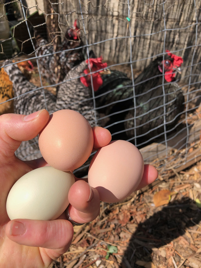 eggs