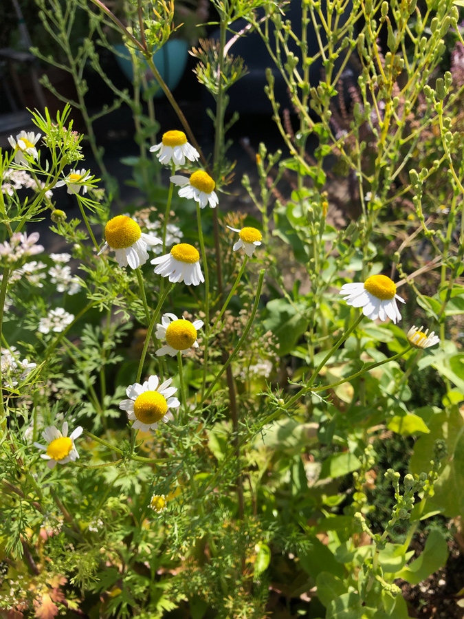 chamomile