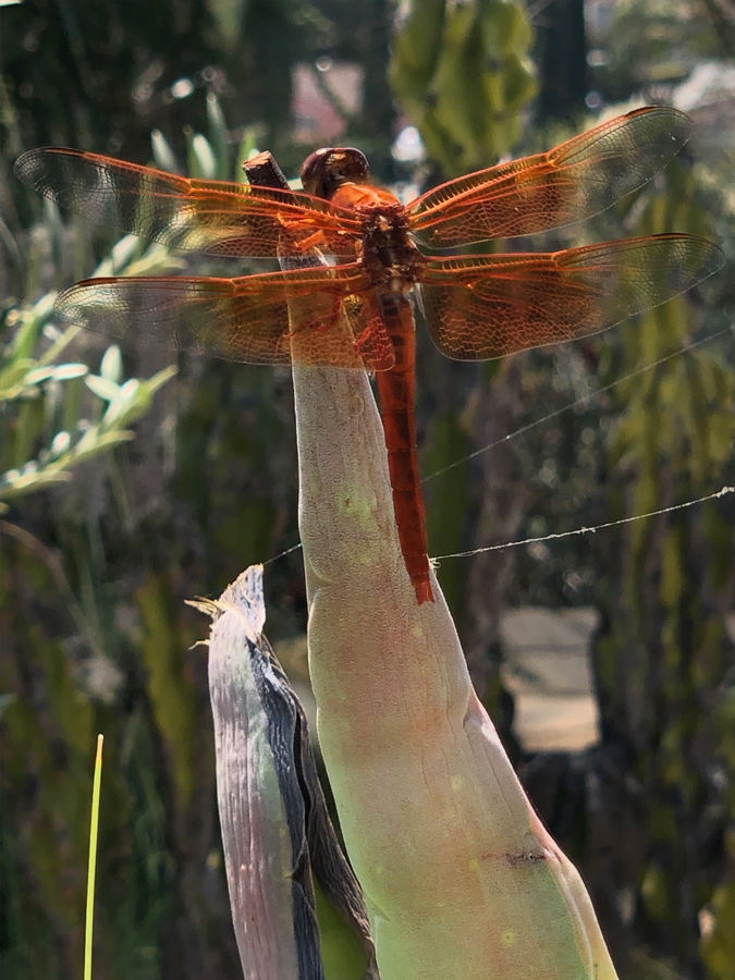 dragonfly