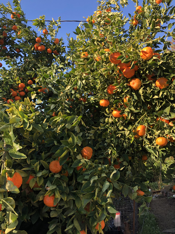 loquats