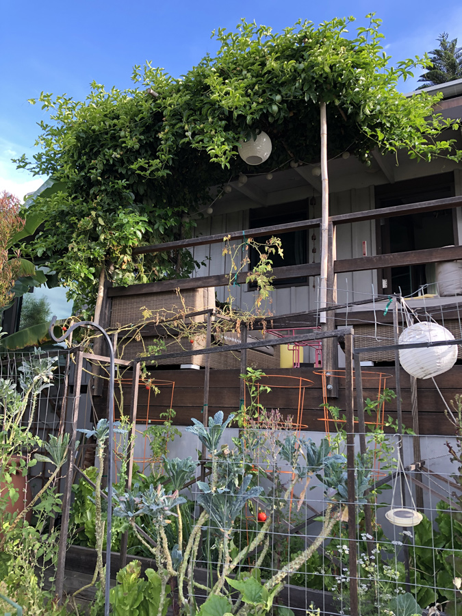 passionfruit trellis