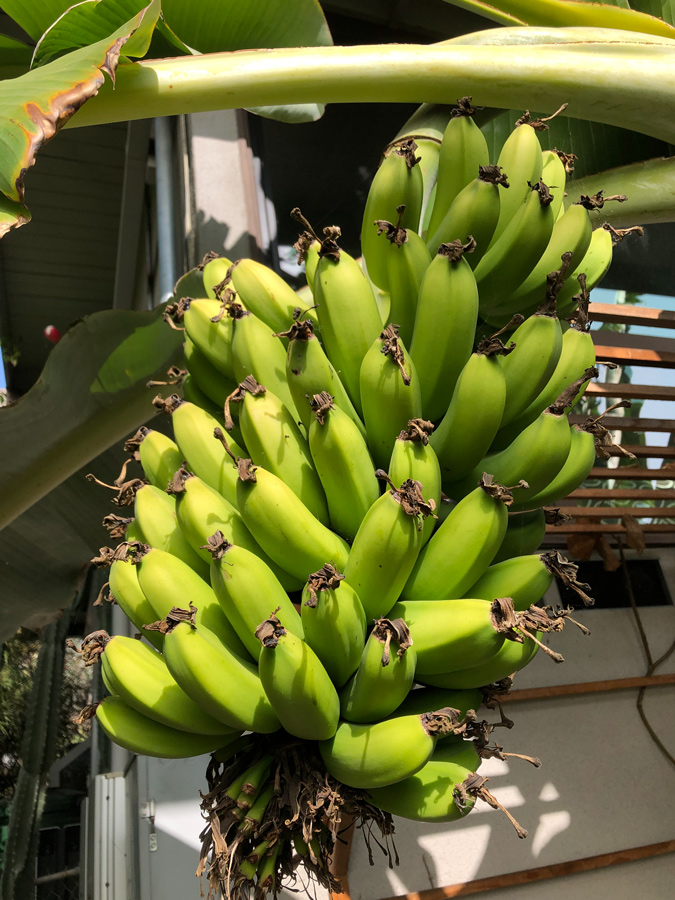 bananas