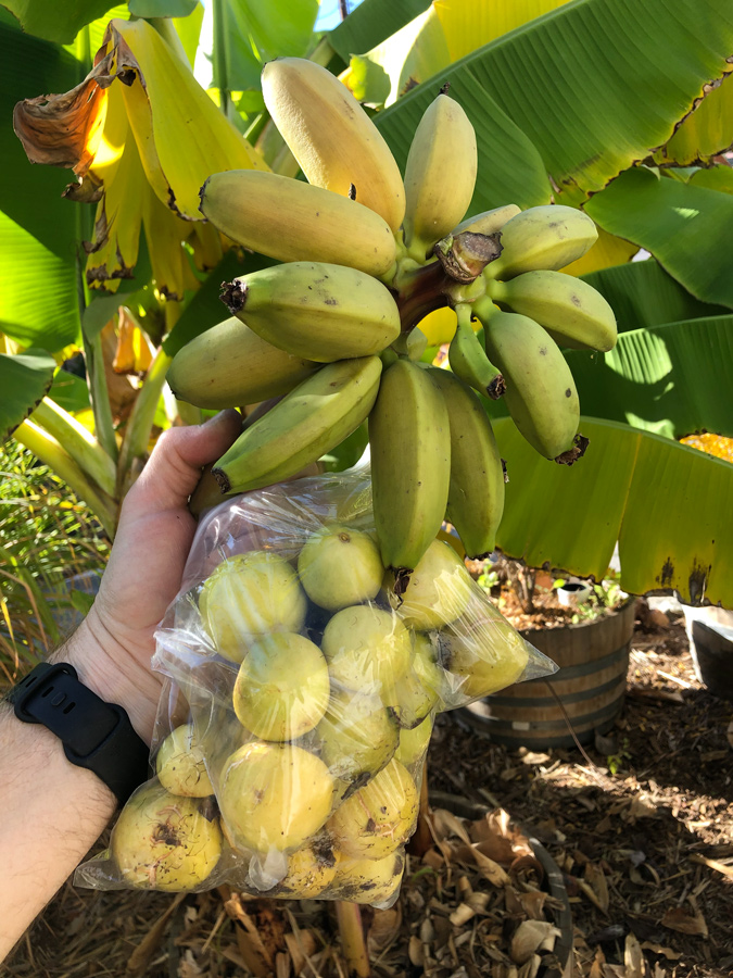 la studio harvest