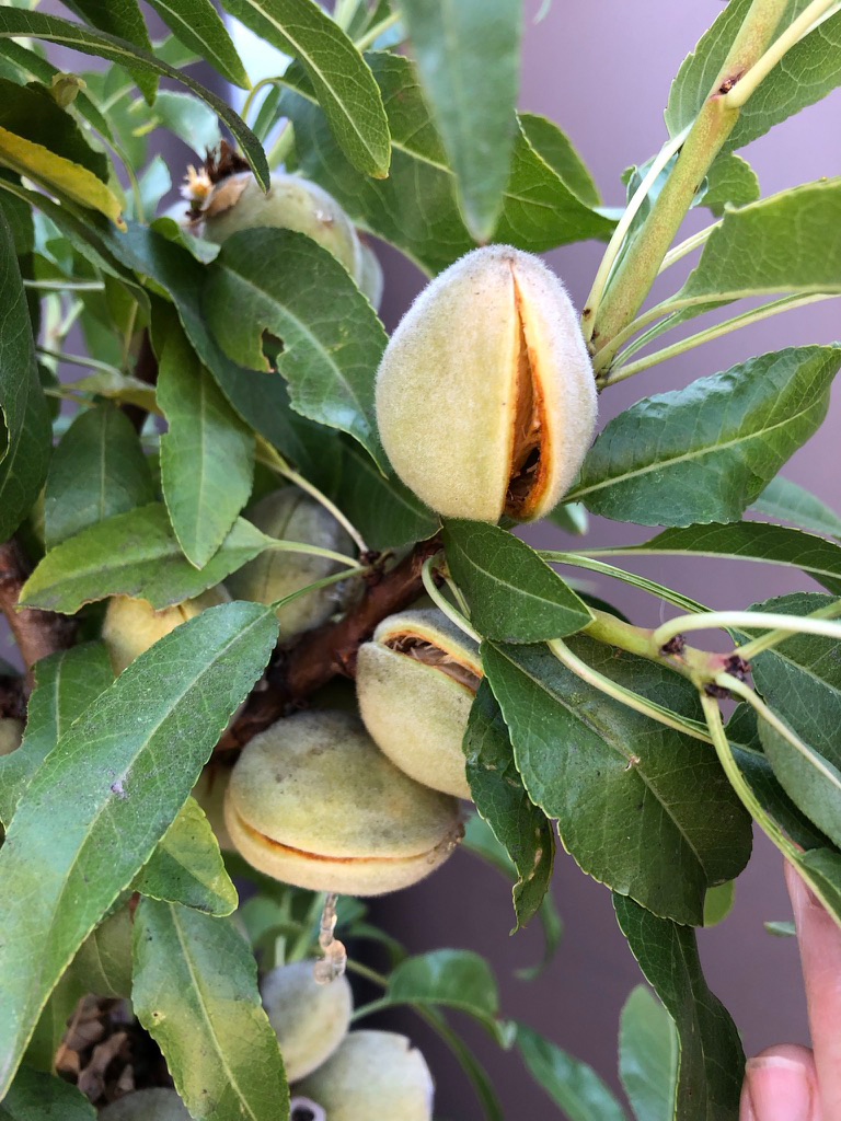 la studio almonds
