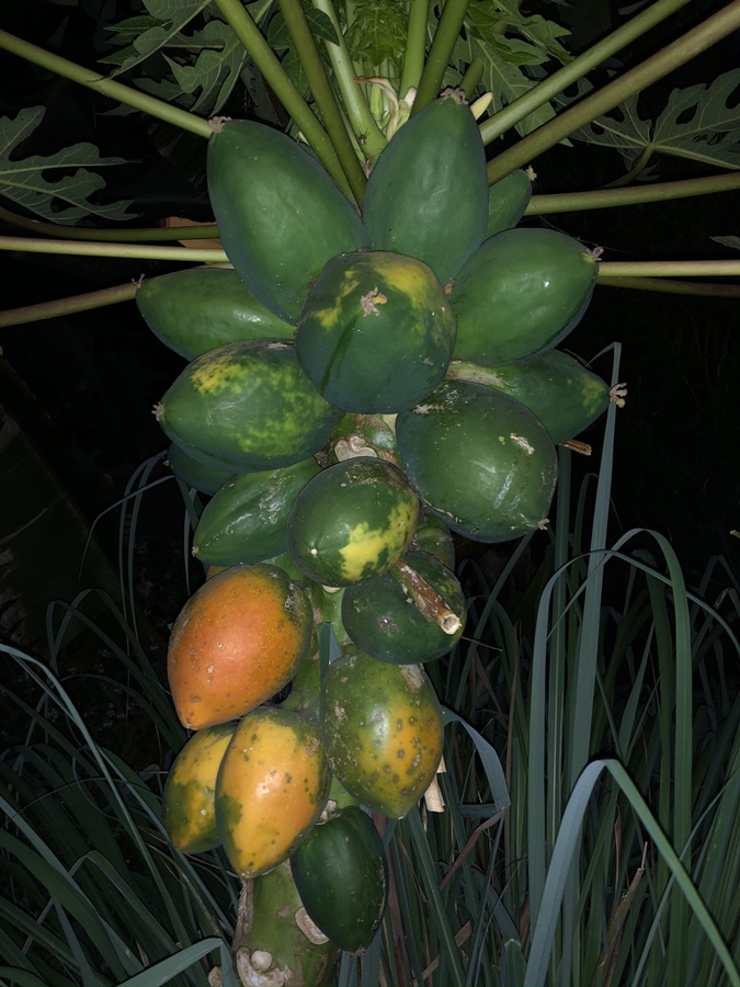 papayas
