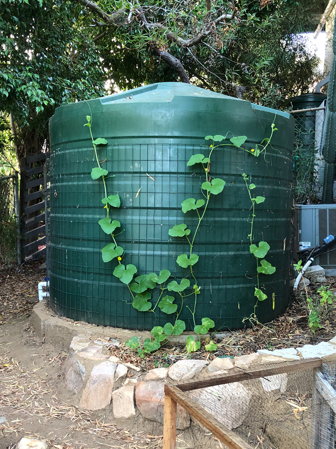la food forest - tank