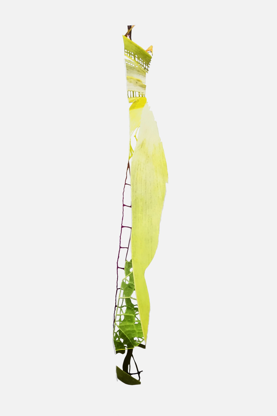 The Spine is the Ladder